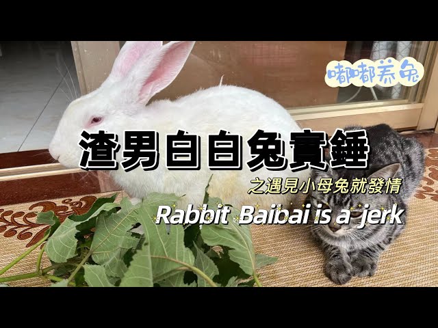 Baibai's day is so relaxed, eating, sleeping, dating and knock over the trash can.  #Rabbit