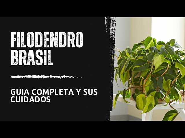 Cómo cuidar Filodendro Brasil - Guía completa y sus cuidados Básicos