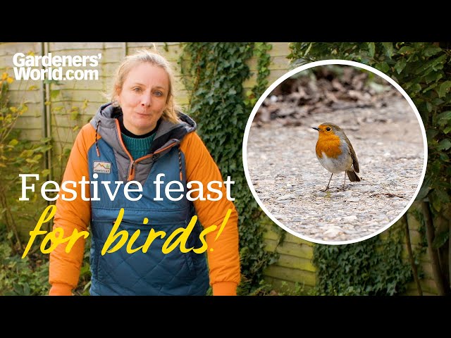 Christmas dinner... for BIRDS! Kate Bradbury prepares a festive feast for garden birds