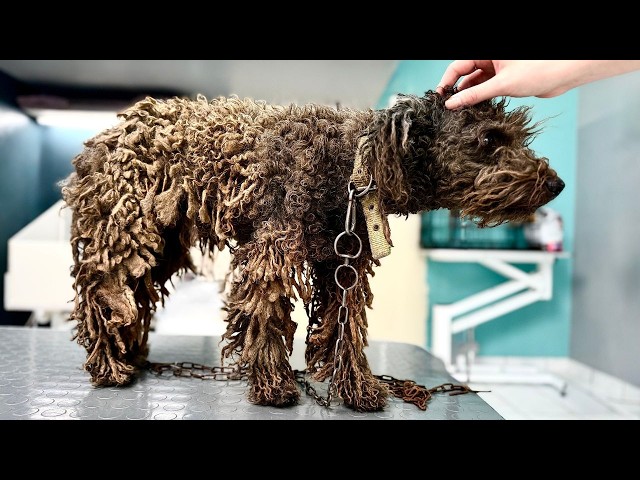 Dog Chained In Cage For Years FINALY Taken Care Of