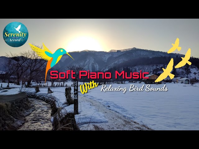 Early Morning Snow With Soft Piano Music For Deep Sleep - Relaxing Bird Sounds | Study Music Piano🌨️