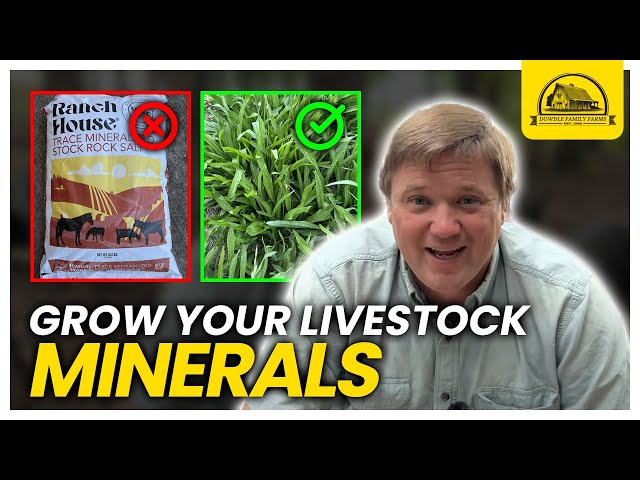 Grow More of Your Own Livestock Minerals: 4 Plants to Include in Pastures