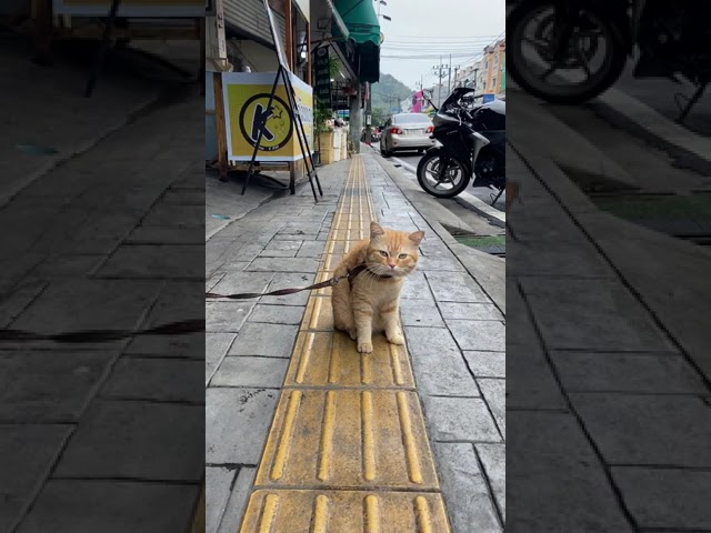 Ginger Cat ॥ Street Cat Meowing#Shorts