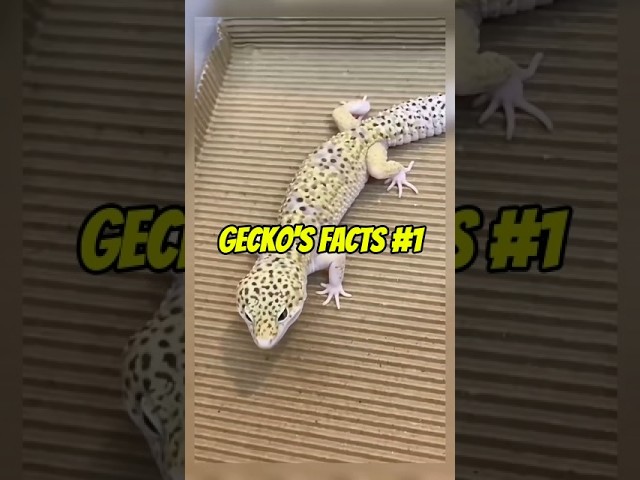 Gecko's Sticky Secret! #shorts #gecko #reptiles #pets #animals #facts