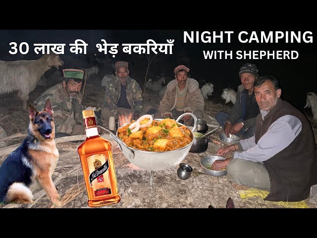 NIGHT CAMPING IN JUNGLE WITH NOMADIC SHEPHERD. 30 लाख की भेड़ बकरियों के साथ भेड़पालक जंगल में ||