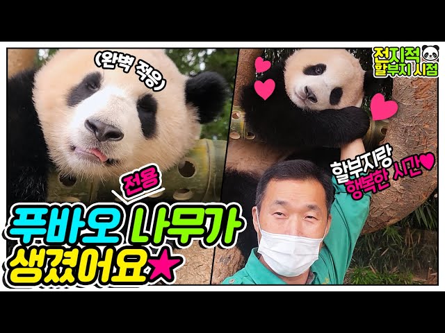 [Omniscient grandpa viewpoint] Fubao dozes off on her lovable tree🐼│Everland Panda Fubao