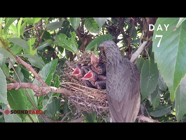 Brown-Eared Bulbul Feeding Chicks in Nest | Rare Bird Feeding Moments Captured