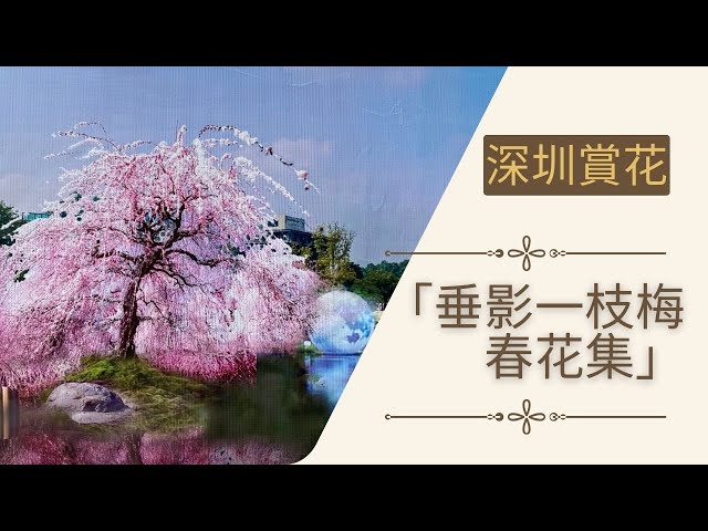 【深圳賞花】深圳北站中心公園｜一枝梅·春花集｜300棵垂枝梅盛開｜街拍｜週街走｜四圍走｜四圍拍