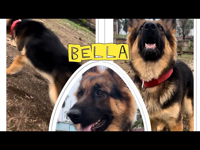 Training German shepherd ||German shepherd lovers ||german shepherd dog