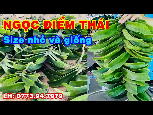 Ngọc điểm thái size nhỏ và giống/ Thích Trồng Lan - Vườn lan Bá Ninh