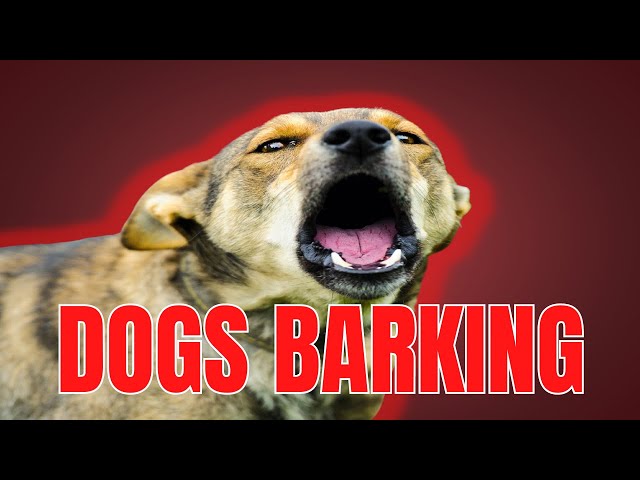 DOGS BARKING | ANGRY DOGS BARKING!! Sound Effects | Make Your Dog go Crazy