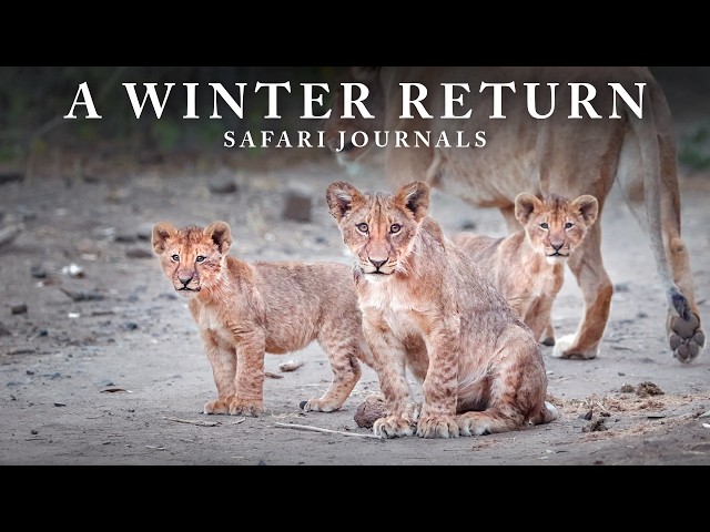 Safari Journals: Mapungubwe National Park (Winter)