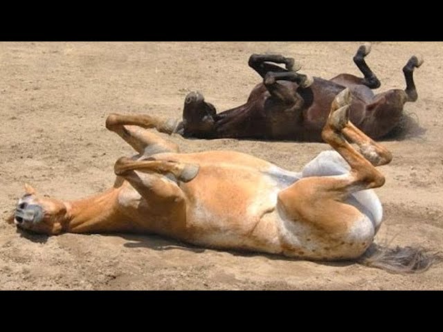 10 Minutes of Funny Horse Videos to Help You RELAX 🐎🐴 Cute Horse Compilation