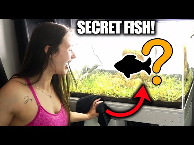 Adding my SECRET FISH to fully planted 70 Gallon cube Aquarium! - ADayWithT