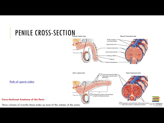 Chapter 27 Recorded Lecture