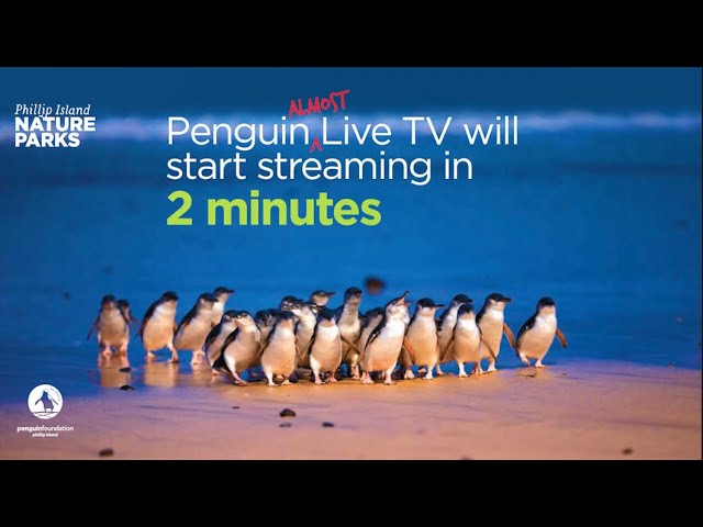 (Almost) Live Penguin TV - Night #3