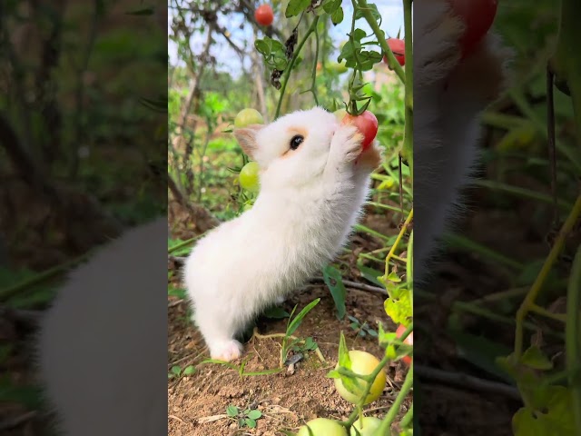 Cute rabbit 😍😍😍😍 #cutecat #cutedog #animals #cats #catshorts #cute #dogshorts