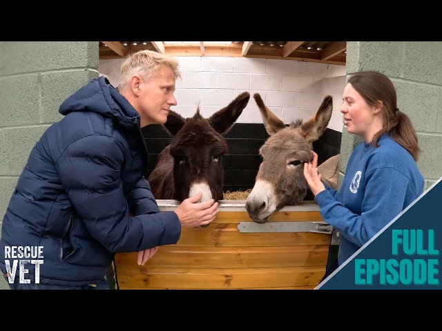 Adorable donkeys saved by amazing charity become therapy animals! | Rescue Vet with Dr Scott