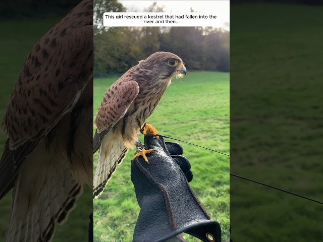 This girl rescued a kestrel that had fallen into the river and then #animalshorts #shortvideo