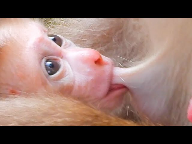 So Cute Newborn Baby Monkey Leo I Very Lovely Smart Adorable Baby Monkey I Love Animal Natural Life.