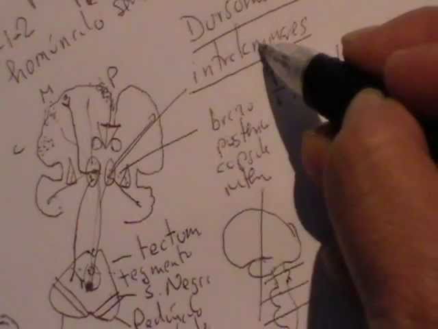 NEUROANATOMIA 2.0: TRACTOS ASCENDENTES DE LA MEDULA ESPINAL: DOLOR