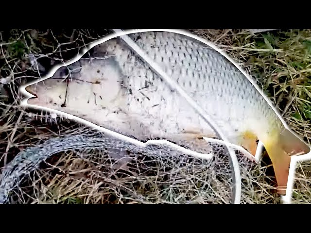 Buổi câu lăng xê toàn cá chép đẹp . Dòng cá thật tuyệt với người em cùng đam mê / Fishing carp.