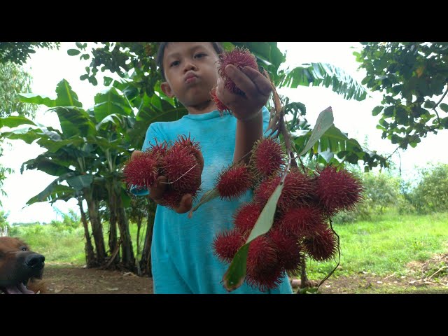 Filipino Rural Kids | Climbing Rambutan Fruit at the Farm (Batang Pinoy/Diskarteng Pinoy)