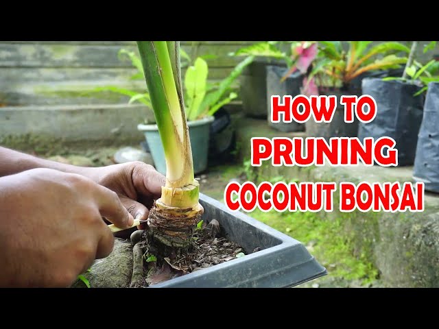 How To Pruning Coconut Bonsai