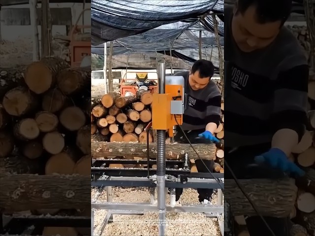 Mechanized cultivation: How shiitake mushrooms grow on basswood