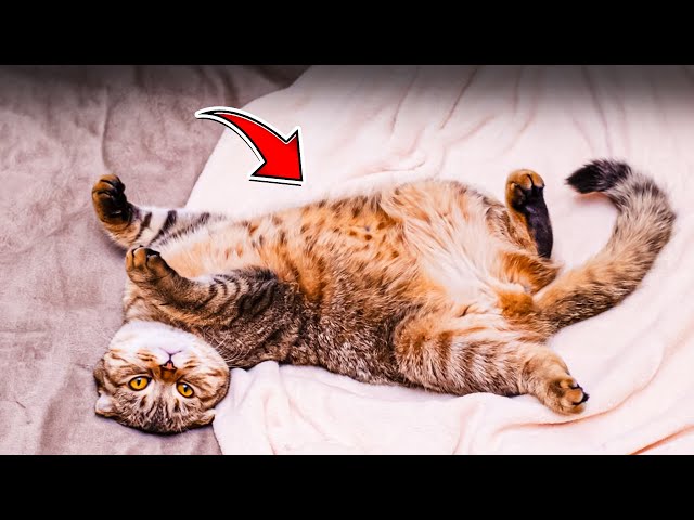 Why Cats Expose Their Bellies: Cat Trust Signals Explained