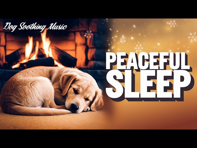 5 Hours of Relaxing Music for Dogs | Stress Relief for Separation Anxiety