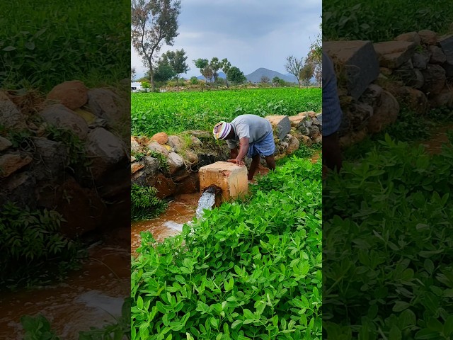 #விவசாயம் #shorts #trending #விவசாயம்காப்போம் #farming #vivasayi #agriculture #ytshorts #viralfarmer