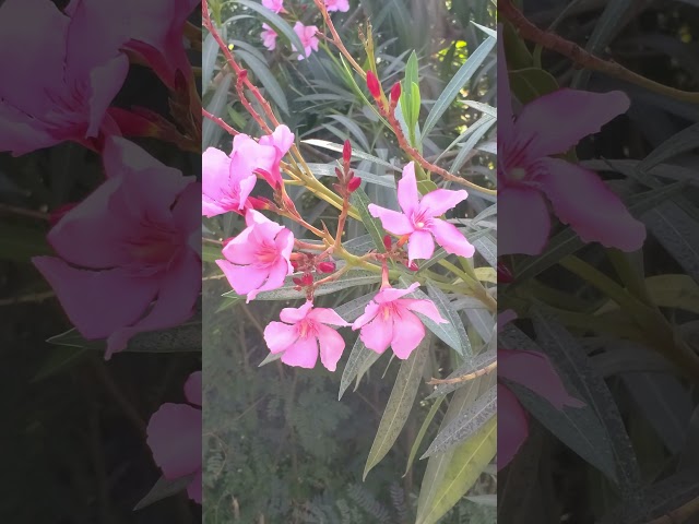 Beautiful Flowers #youtube #viralshort #cute 🌺