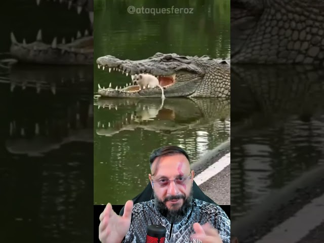 Cachorro amigo de crocodilo? Biólogo Henrique desmente antes que vire vídeo de coach