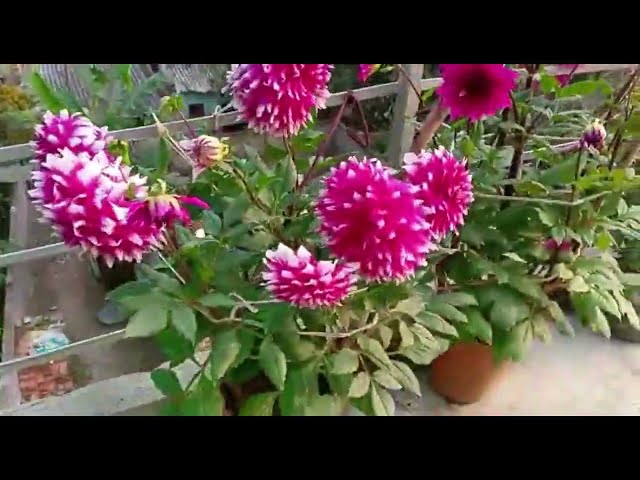 Beautiful Flowers in my Terrace Garden and Balcony Garden