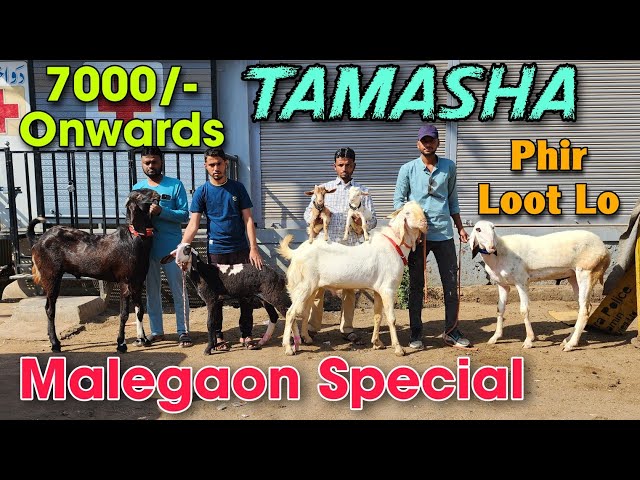 7000/- Onwards Malegaon Special Wholesale Goat Market | 2025 Sab Se Saste Bakra Bakri