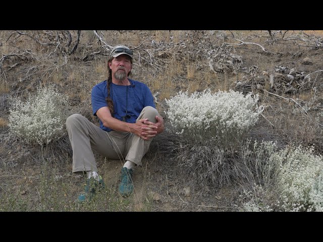 Common Flowers of the Methow Valley: Snow Buckwheat