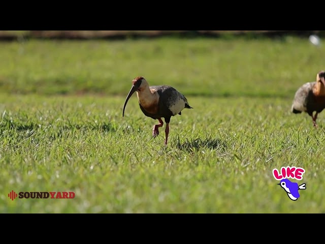 Buff-necked Ibis: Beautiful Footages and Their Unique Calls