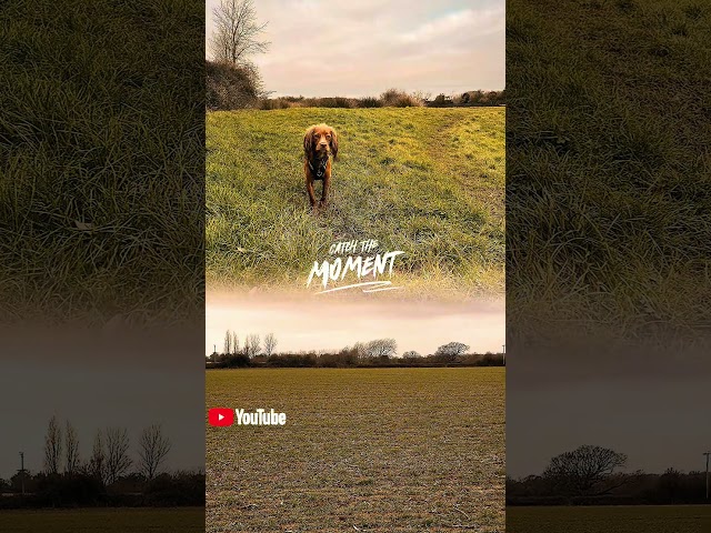 Chilled out videos, relaxed dog walking, calming music, cocker spaniel