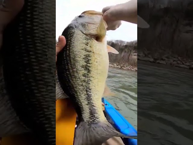 Rock Island largemouth bass