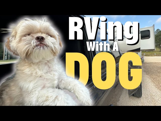 RVing with a DOG | Tips | VET Visit