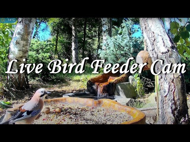 Live Bird Feeder Cam - Forest Nook - Poland, Zywiec