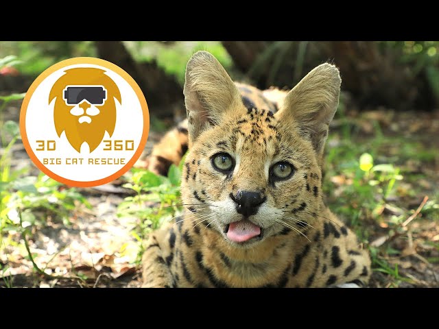 Serval celebrates 4 year rescue-versary 3D 180VR