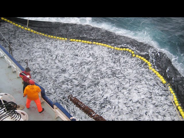 Amazing Big Catch Thousands Tons Fish With Modern Big Boat - Giant Net Fishing on the sea