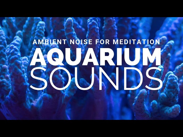 Meditation Aquarium Sounds | Ambient White Noise | 5 Minutes