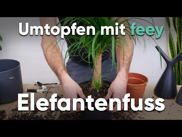 Wie topfe ich einen Elefantenfuss um? - Umtopfen mit feey