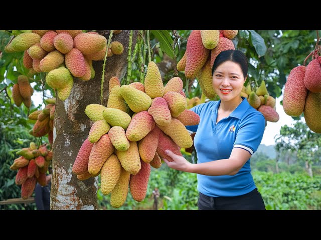 Harvesting Rare Soft Coral Sanho Fruit Go To The Market Sell | Harvesting Farm Produce