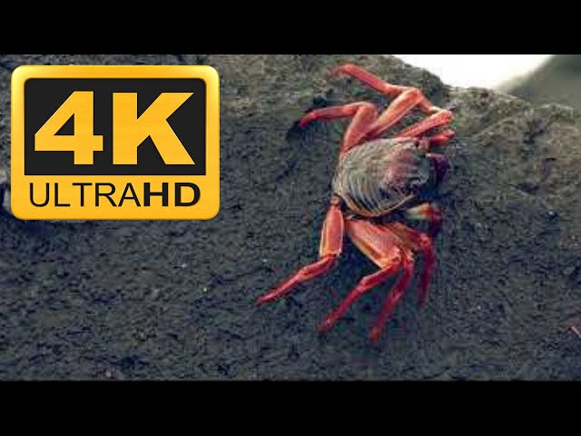 Crab Relaxing Instrumental Meditation Music Video