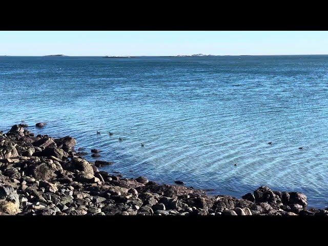 Bobbing Bliss: Geese Transition in Winter Waters @5minutestochill #5minutestochill #chill