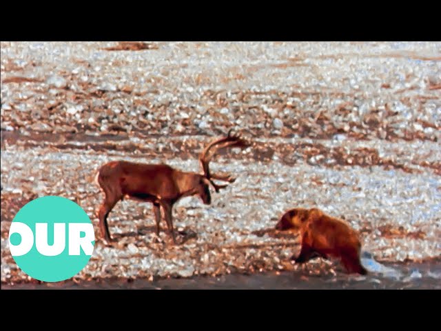 Caribou with Broken Bone Battles 3 Bears | Our World